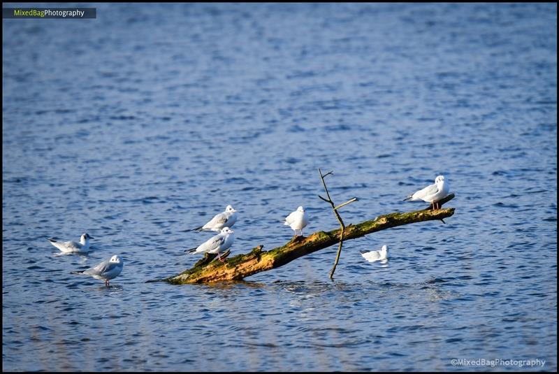 Wildlife photography UK