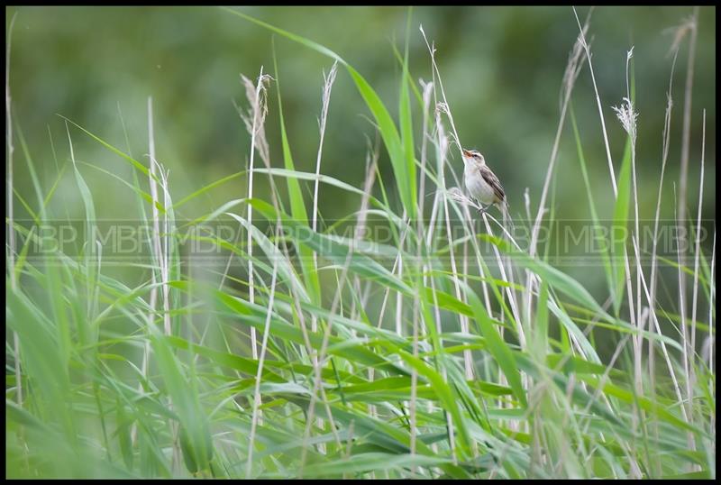 Wildlife photography UK