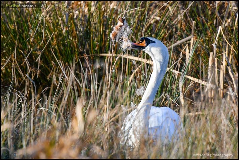 Wildlife photography UK