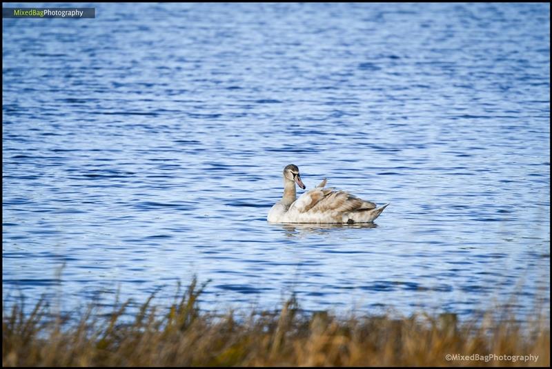 Wildlife photography UK