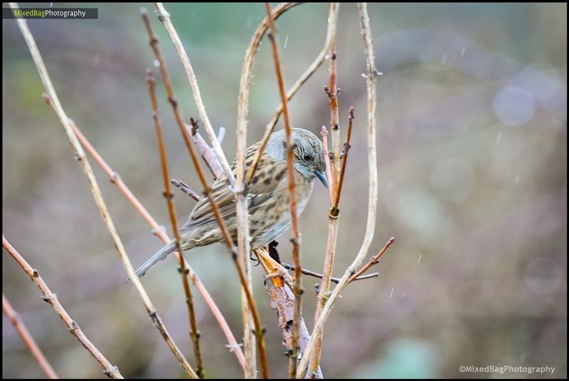 Wildlife photography UK