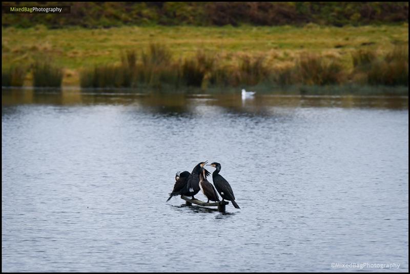 Wildlife photography UK