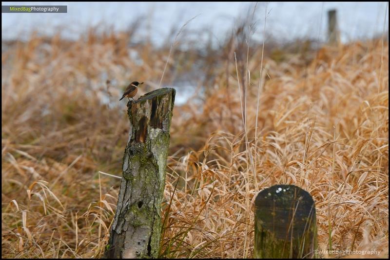 Wildlife photography UK