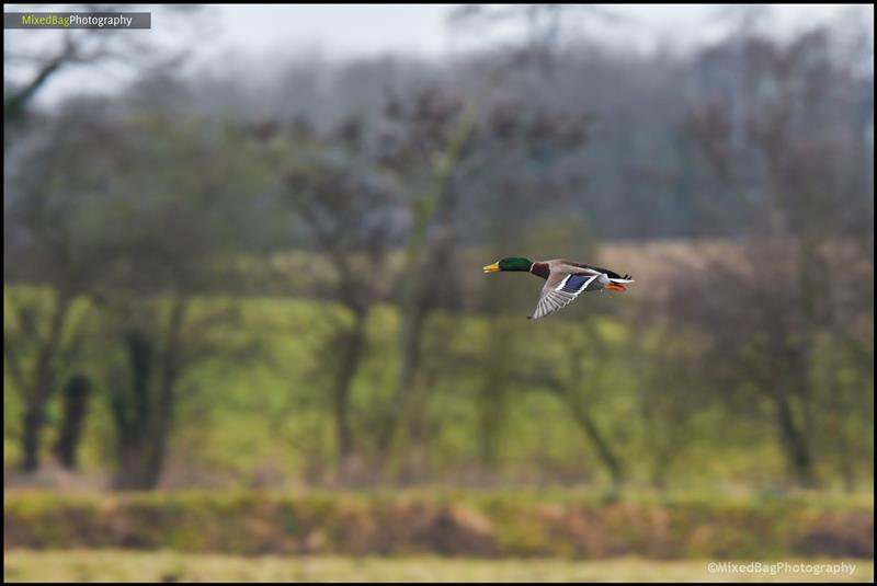 Wildlife photography UK