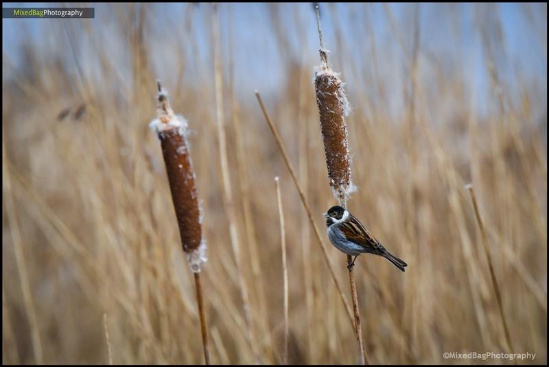 Wildlife photography UK