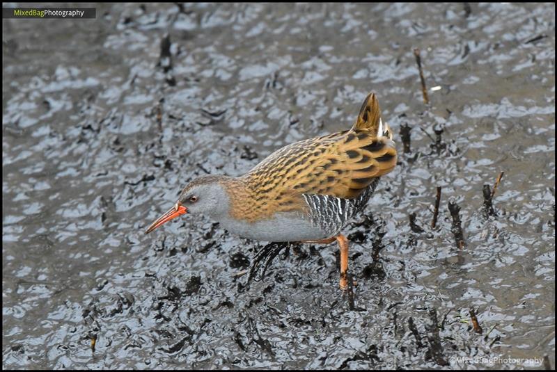 Wildlife photography UK