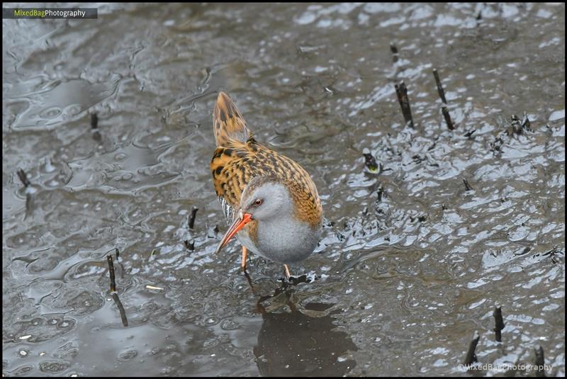 Wildlife photography UK