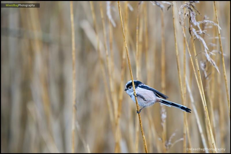 Wildlife photography UK