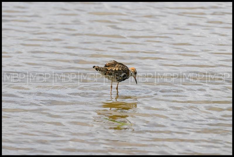 Wildlife photography UK