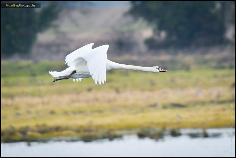 Wildlife photography UK