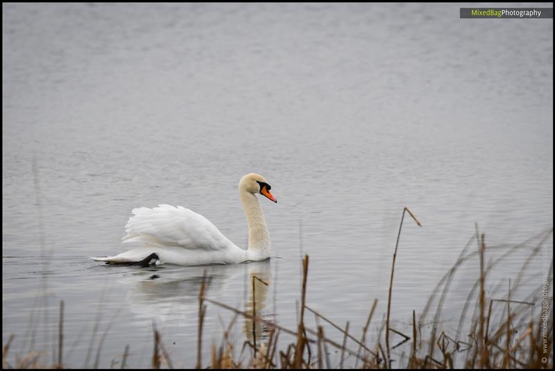 Wildlife photography UK